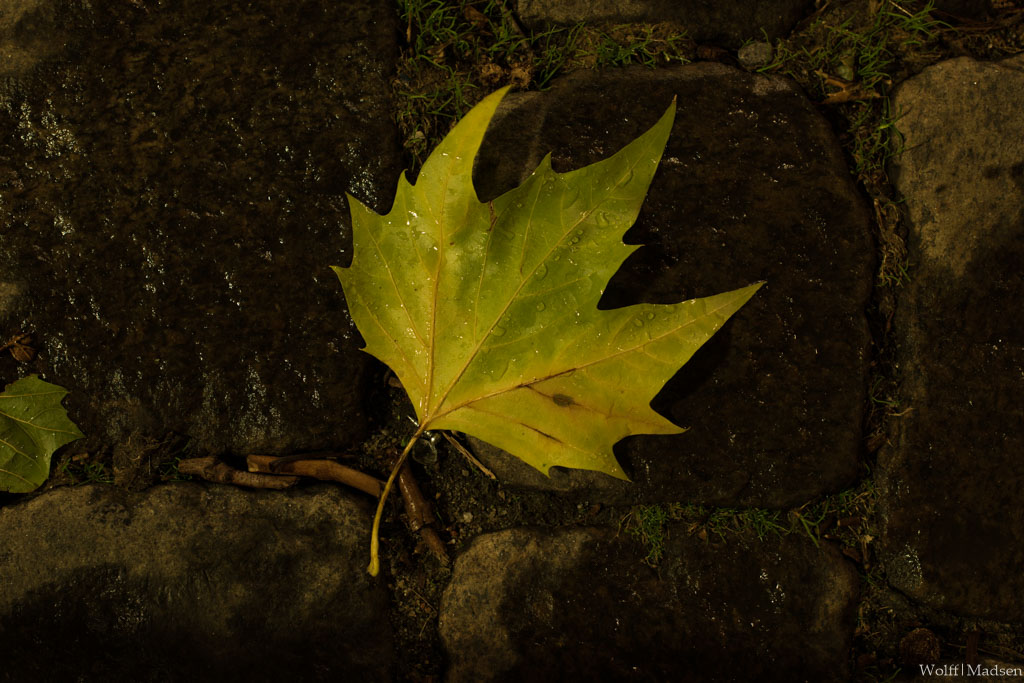 The Original: A detail